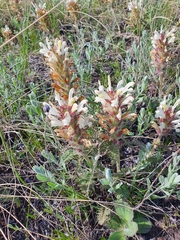 Pedicularis physocalyx