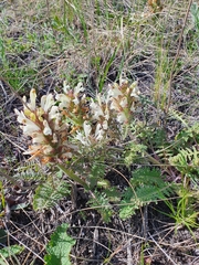 Pedicularis physocalyx