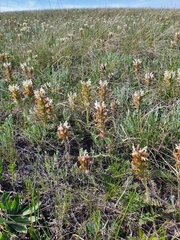 Pedicularis physocalyx