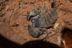 Hormuridae