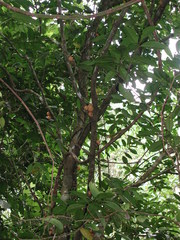 Dysoxylum cumingianum