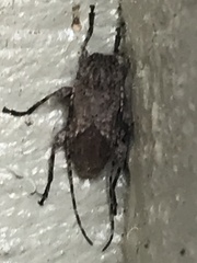 Leptostylus transversus