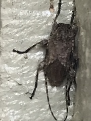 Leptostylus transversus