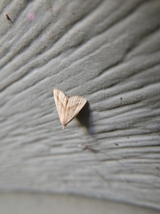 Macrochilo hypocritalis