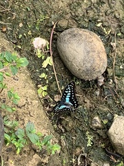 Graphium doson postianus