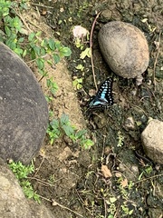 Graphium doson postianus
