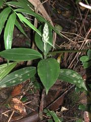 Hylophila nipponica