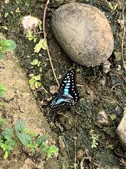 Graphium doson postianus