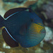 Black Triggerfish - Photo (c) Mark Rosenstein, some rights reserved (CC BY-NC-SA)