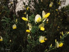 Cytisus commutatus