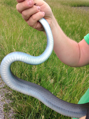 Coluber constrictor foxii