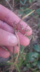 Scleria racemosa