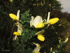 Cytisus commutatus