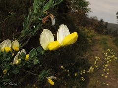 Cytisus commutatus