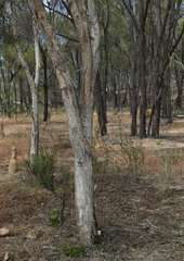 Melaleuca stenostachya