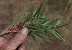 Melaleuca stenostachya