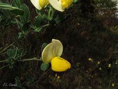 Cytisus commutatus