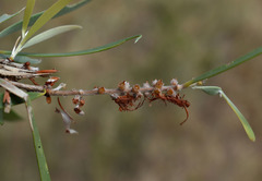 Melaleuca stenostachya