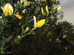 Cytisus commutatus
