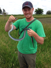Coluber constrictor foxii