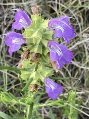 Salvia engelmannii