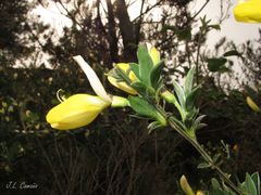 Cytisus commutatus