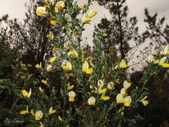 Cytisus commutatus