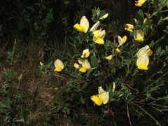 Cytisus commutatus