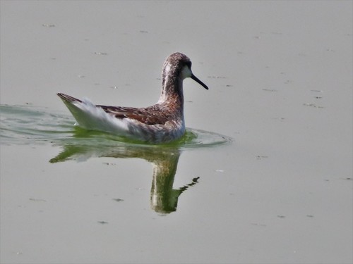 Phalarope de Wilson