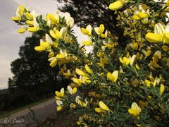 Cytisus commutatus