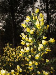 Cytisus commutatus