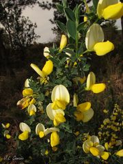 Cytisus commutatus