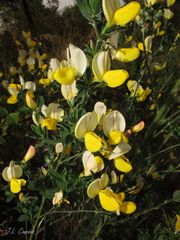 Cytisus commutatus
