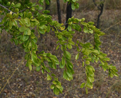 Petalostigma banksii