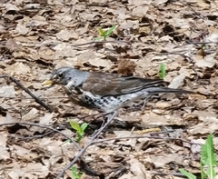 Turdus pilaris