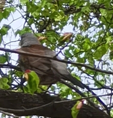 Turdus pilaris