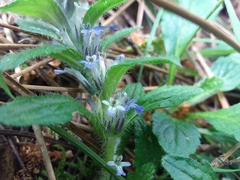 Ajuga pyramidalis