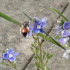 Andrena labiata