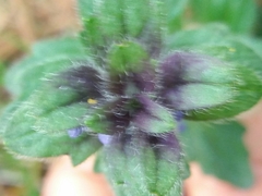 Ajuga pyramidalis