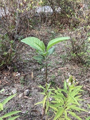 Gymnanthemum amygdalinum
