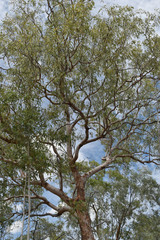 Corymbia pocillum