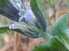Ajuga pyramidalis