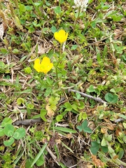 Ranunculus multifidus