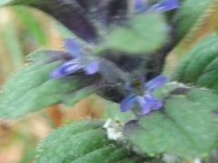 Ajuga pyramidalis