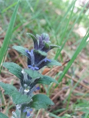 Ajuga pyramidalis