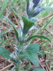 Ajuga pyramidalis