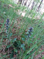 Ajuga pyramidalis