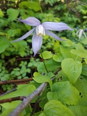 Clematis occidentalis grosseserrata