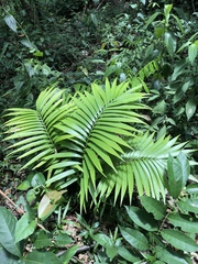 Ceratozamia