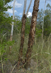 Eucalyptus chartaboma
